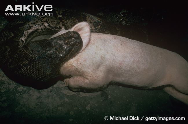 Large reticulated python eating pig