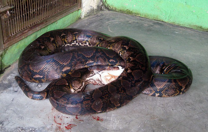 Reticulated python eating chicken