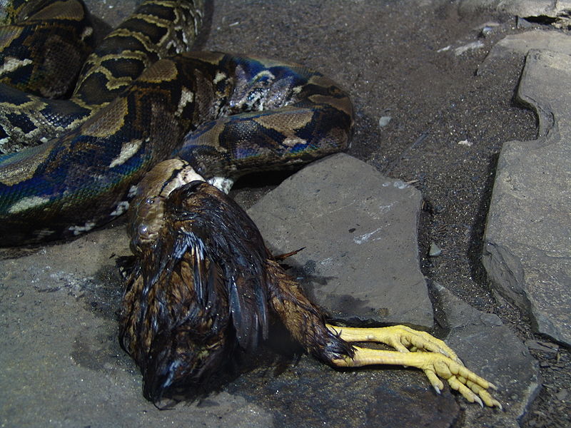 File:Reticulated Python 04.jpg