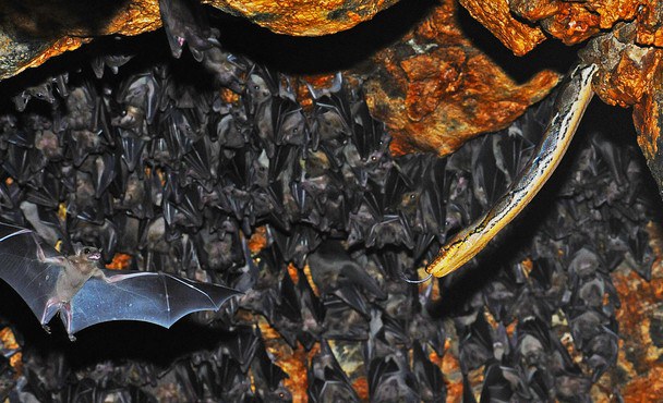 Lesser dawn bat facing off with a reticulated python