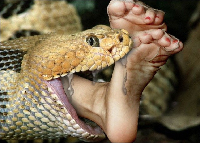 person eaten by huge snake