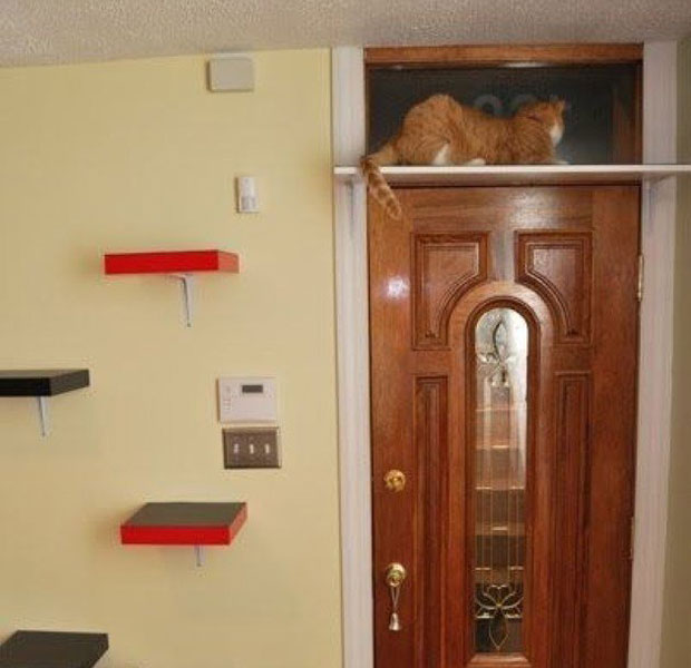 แมว ชั้นวางหนังสือ