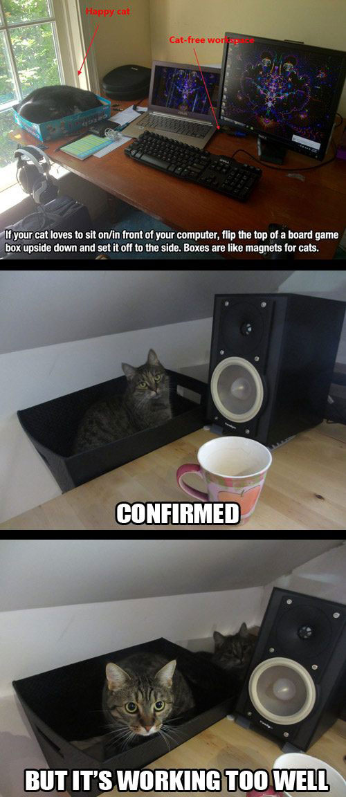 แมวในฝากล่อง