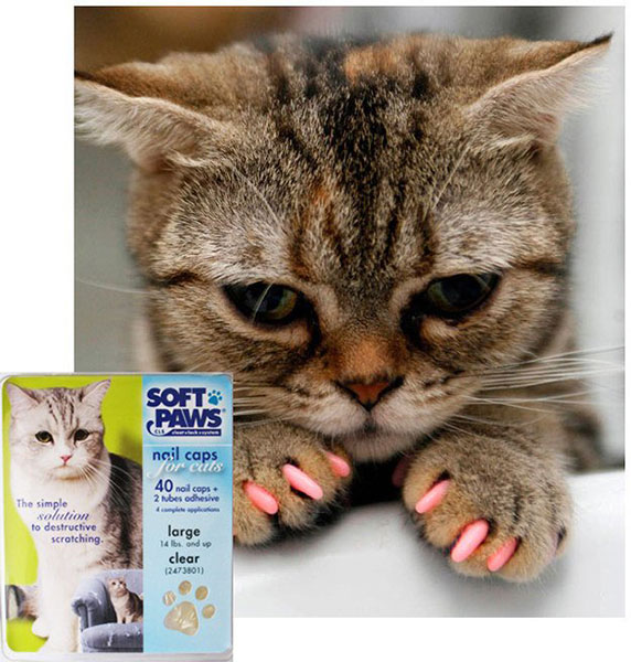 ทาเล็บแมว