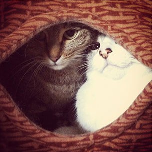 เตียงนอนแมว DIY