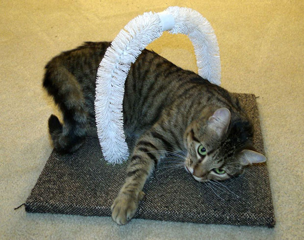 ที่เกาหลังแมว DIY