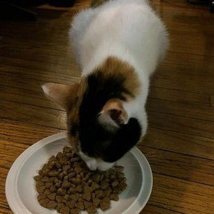 แมวกินเร็ว