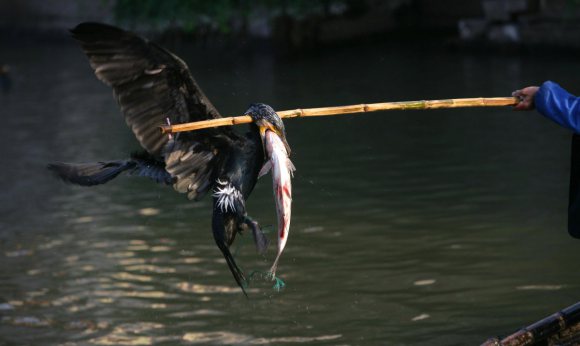 จับปลาด้วยนก วิชาโบราณ ที่ใกล้สาบสูญ ของประเทศจีน