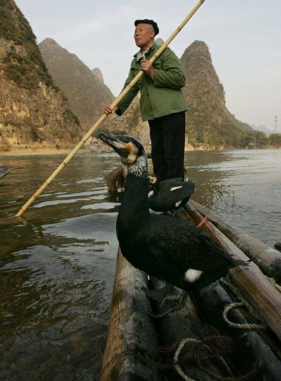 จับปลาด้วยนก วิชาโบราณ ที่ใกล้สาบสูญ ของประเทศจีน