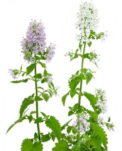 catnip3