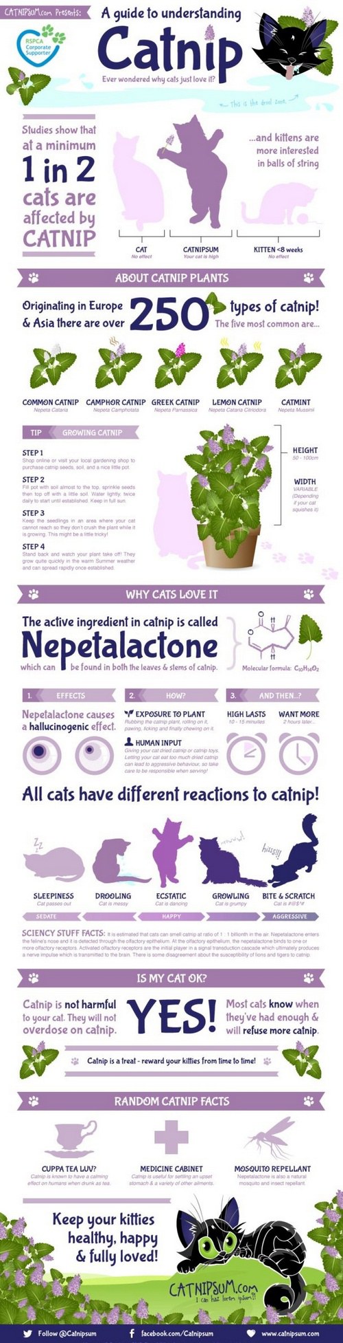 catnip4