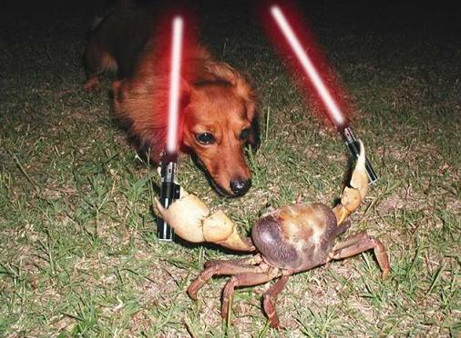 jedi-animals-23