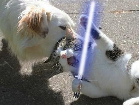 jedi-animals-18