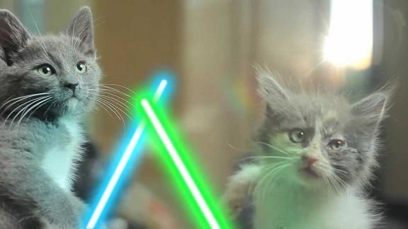 jedi-animals-10