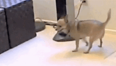 funny-butt-scoot-dog-gif-1