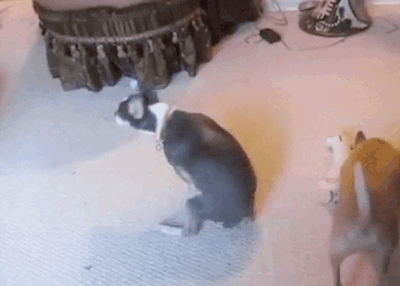 funny-butt-scoot-dog-gif-3