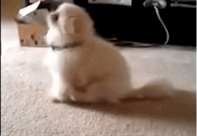 funny-butt-scoot-dog-gif-4