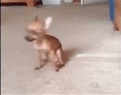 funny-butt-scoot-dog-gif-6