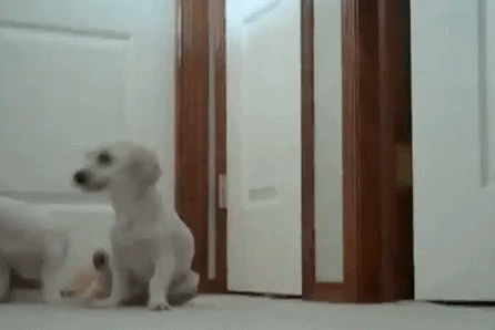 funny-butt-scoot-dog-gif-13