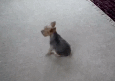 funny-butt-scoot-dog-gif-10