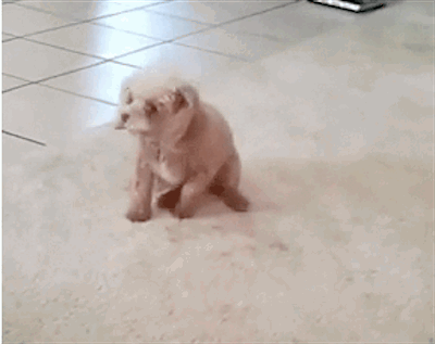 funny-butt-scoot-dog-gif-9