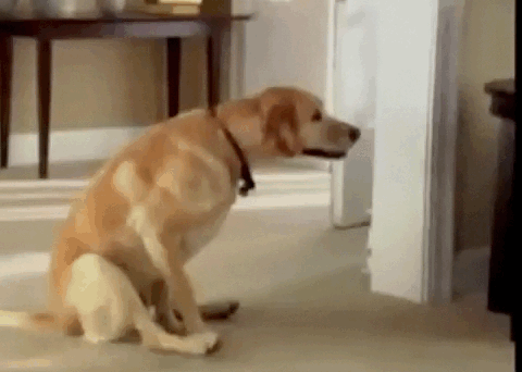 funny-butt-scoot-dog-gif-15