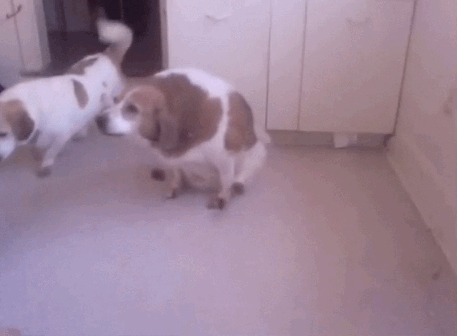funny-butt-scoot-dog-gif-14