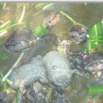 ต้มอึ่งอ่าง