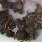 อึ่งอ่าง อึ่งเพ้า