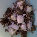 อึ่งอ่างล้างซาวเกลือ