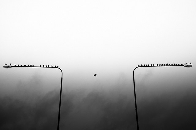 Urban Migratory Bird - Minimalism in Street Photography