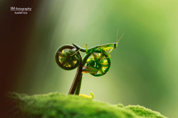 18-praying-mantis-bike