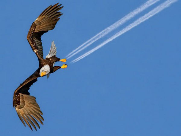 29-eagle-perfect-timing