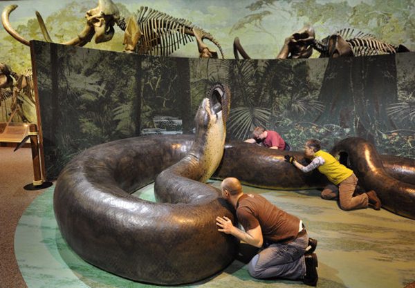 Titanoboa งูที่ใหญ่และน่ากลัวที่สุดในโลก แต่สูญพันธุ์ไปแล้ว