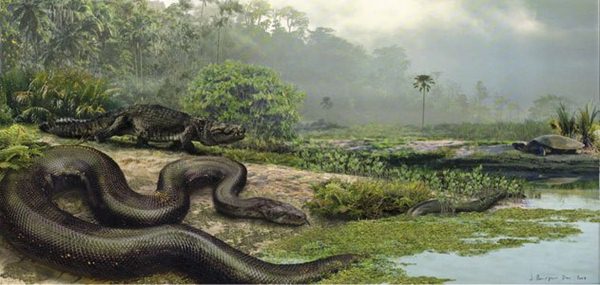 Titanoboa งูที่ใหญ่และน่ากลัวที่สุดในโลก แต่สูญพันธุ์ไปแล้ว