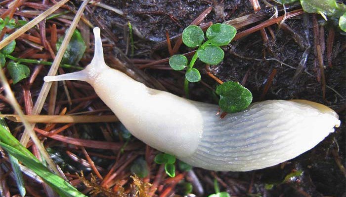slugs