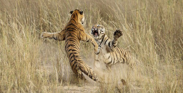 สุดยอดภาพถ่ายแห่งปี 2014!! ที่การันตีจาก National Geographic