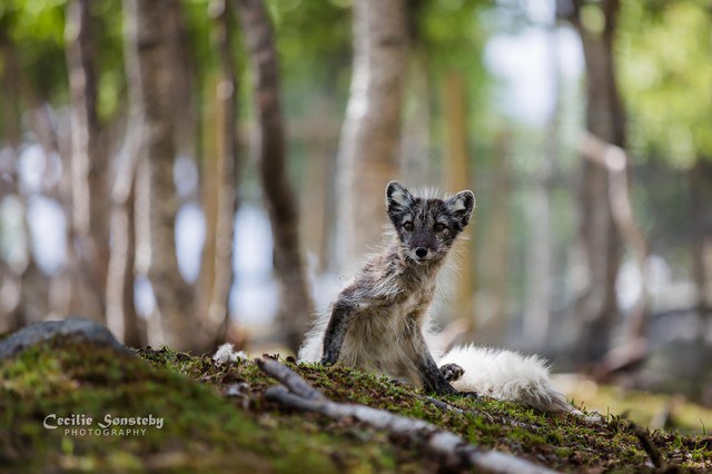 fox-species-photography-1-4