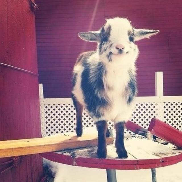 happy-goat03