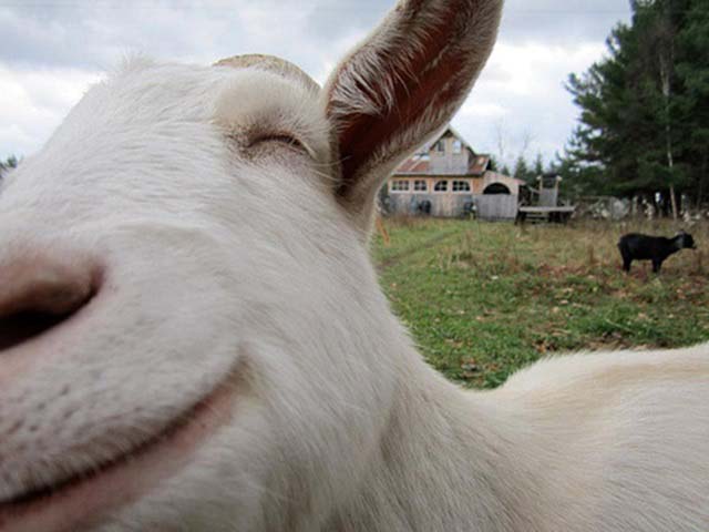 happy-goat04
