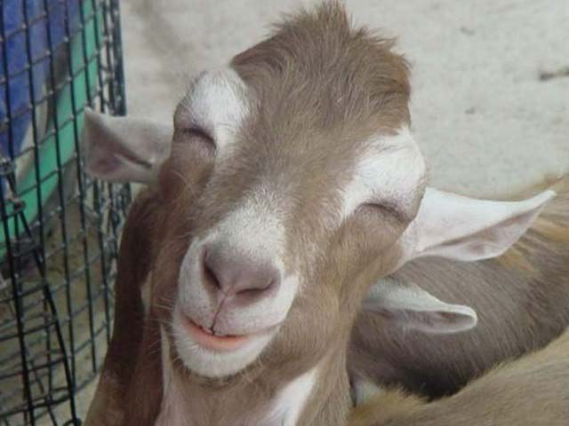 happy-goat07