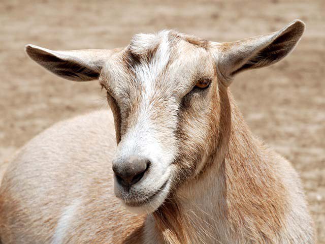 happy-goat02