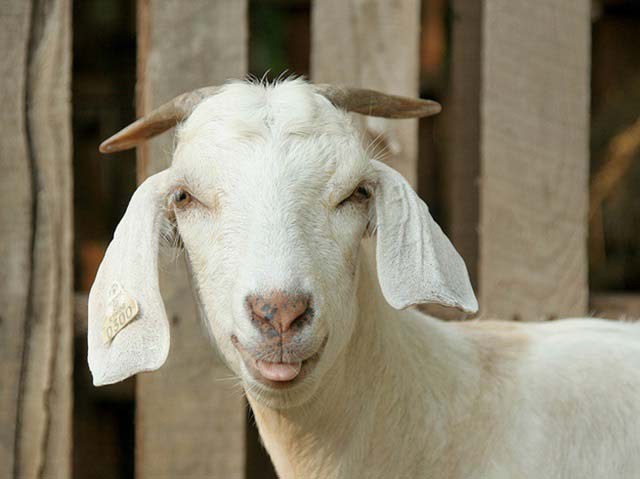 happy-goat01