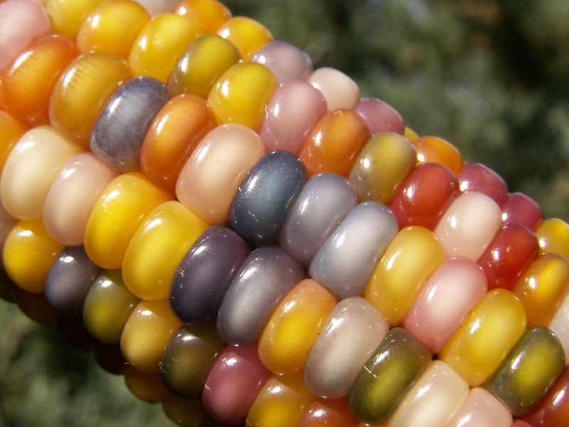 glass-gem-corn-rainbow-colored-10