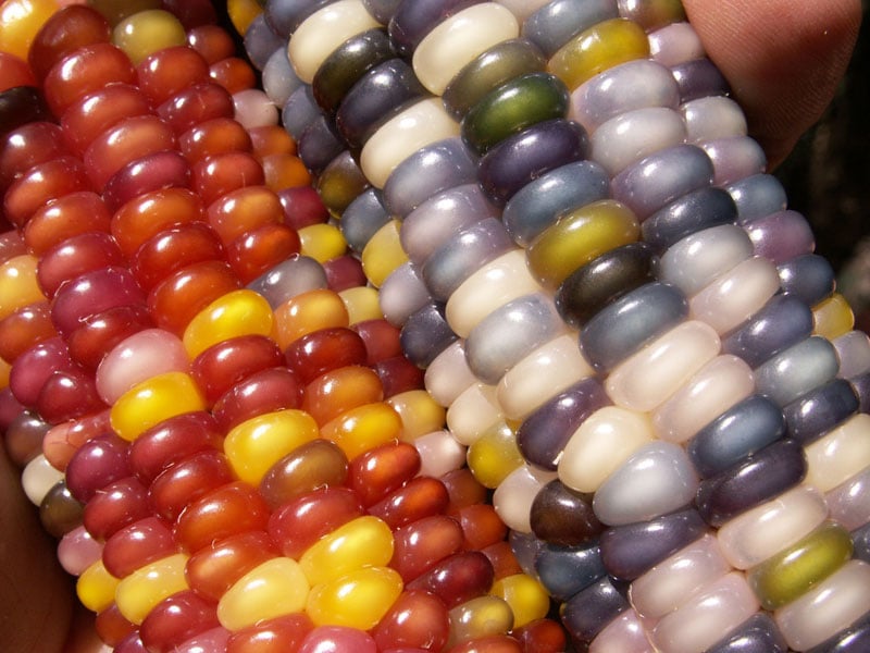 glass-gem-corn-rainbow-colored-11