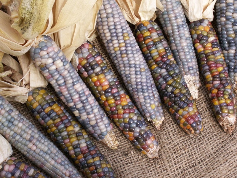 glass-gem-corn-rainbow-colored-8