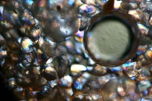 microscope-photography15