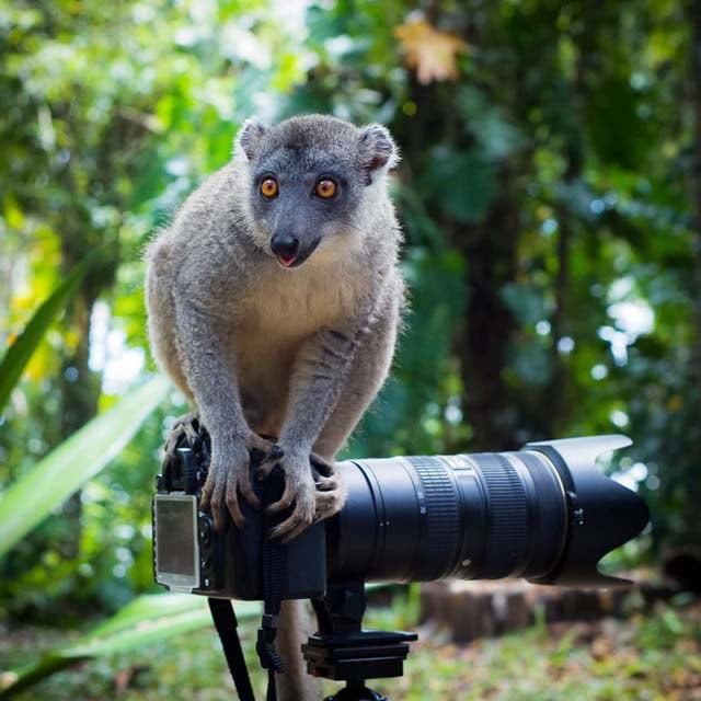 animals-with-camera12