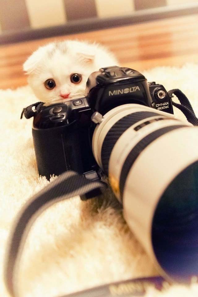 animals-with-camera07