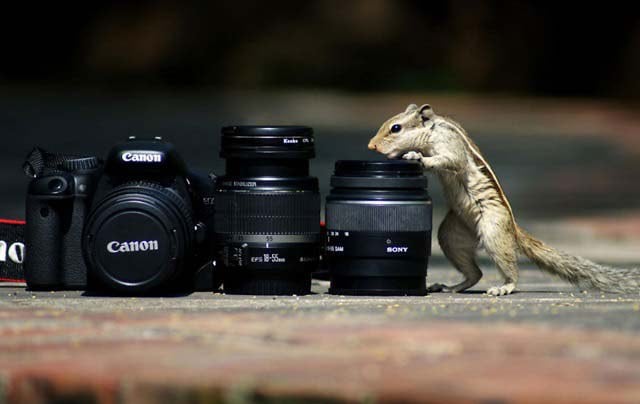 animals-with-camera13